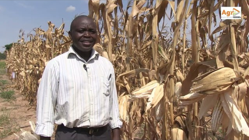 Guide to Maize Production in Uganda.